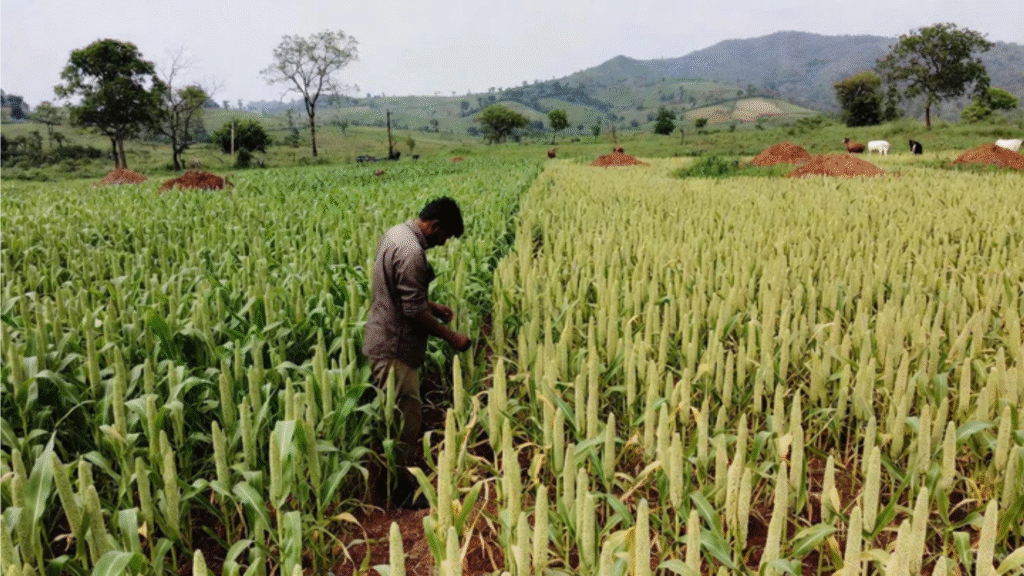 Natural Dal Brand India